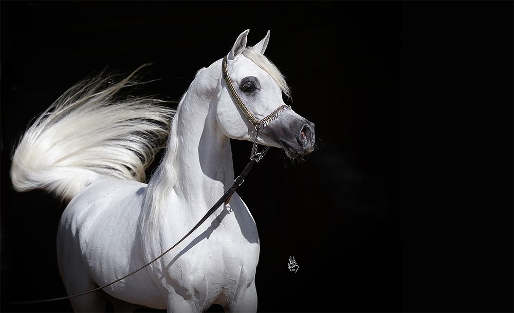 Arabian Horse spirit